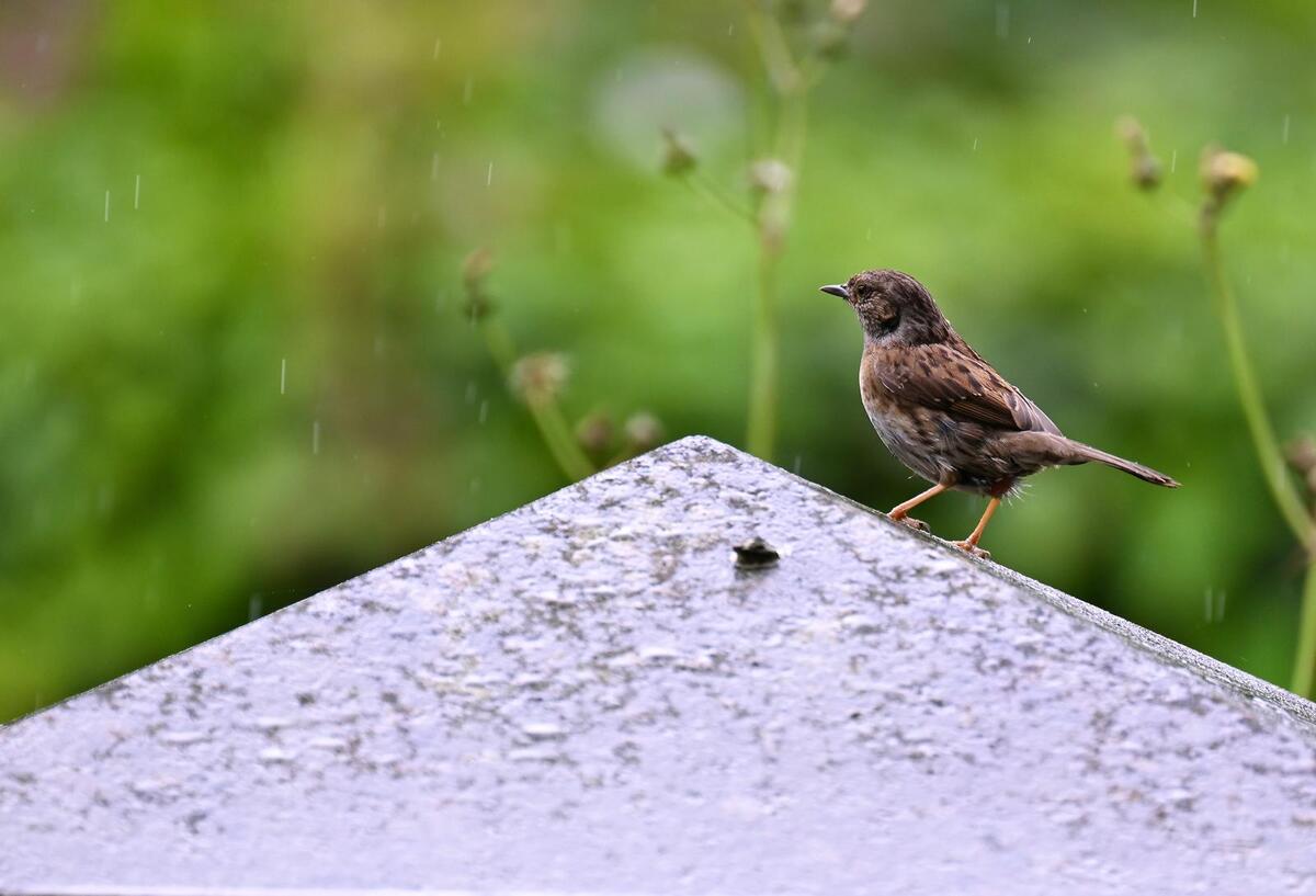 2026-06-17 2 Dunnock
